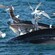Gaivotas tentam voar para longe da boca aberta de uma baleia, logo acima da superfície do mar
